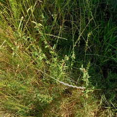 Oenothera stricta