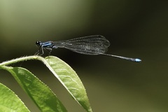 Prodasineura laidlawii