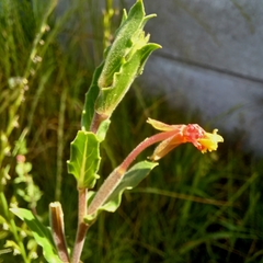 Oenothera stricta