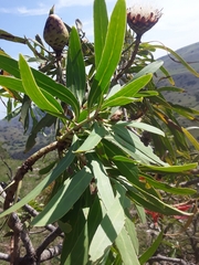 Protea caffra caffra