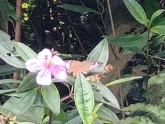 Tanaecia pelea