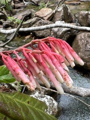 Gentianales