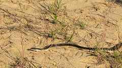 Heterodon platirhinos