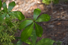Pseudopanax lessonii