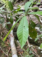 Gentianales