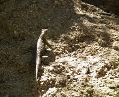 Sceloporus hunsakeri