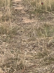 Stagonopleura guttata