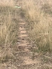 Stagonopleura guttata