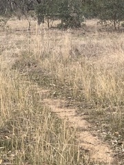 Stagonopleura guttata