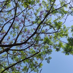 Jacaranda mimosifolia