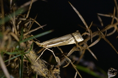 Orocrambus ramosellus