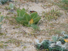 Asclepias mellodora