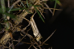 Orocrambus ramosellus