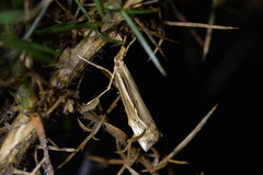 Orocrambus ramosellus