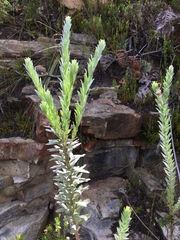 Schistostephium umbellatum