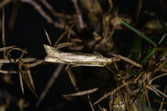 Orocrambus ramosellus