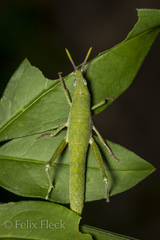 Sphenacris crassicornis