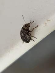 Araecerus