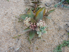 Asclepias mellodora