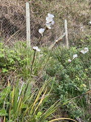 Libertia chilensis