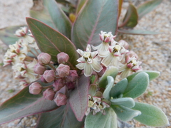 Asclepias mellodora