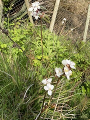 Libertia chilensis