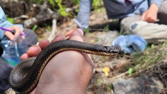 Regina septemvittata