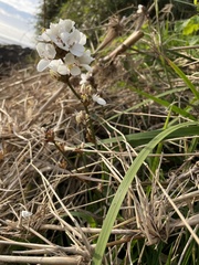 Libertia chilensis