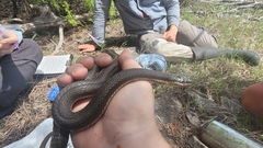 Regina septemvittata