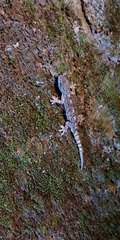 Gekko hokouensis