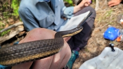 Regina septemvittata