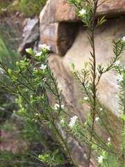 Lachnaea diosmoides