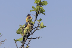 Trachyphonus vaillantii vaillantii