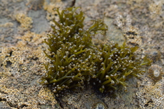 Psilophycus alveatus