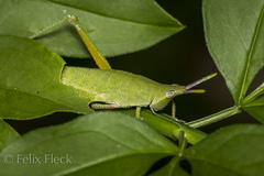 Sphenacris crassicornis