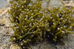 Psilophycus alveatus