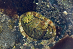 Sypharochiton pelliserpentis