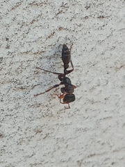 Pseudomyrmex