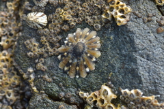 Cellana ornata