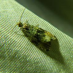 Syricoris