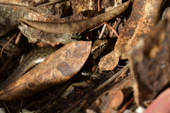 Oligosoma smithi