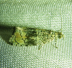 Syricoris
