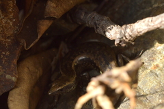 Oligosoma smithi