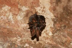 Megaderma spasma