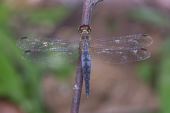Orchithemis pulcherrima