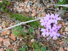 Glandularia selloi