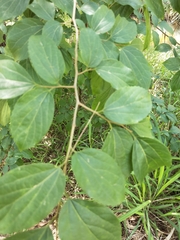 Celtis biondii