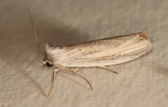 Prionopterina grammatistis