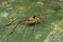 Nisitrus malaya