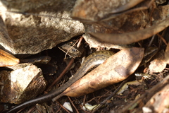 Oligosoma smithi